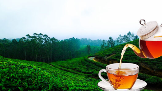 Manipur’s Herbal Beverage Entrepreneurs Are Changing the Game