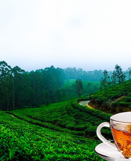 Manipur’s Herbal Beverage Entrepreneurs Are Changing the Game