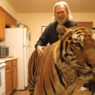 Tiger Patting Veo 3 Prompt